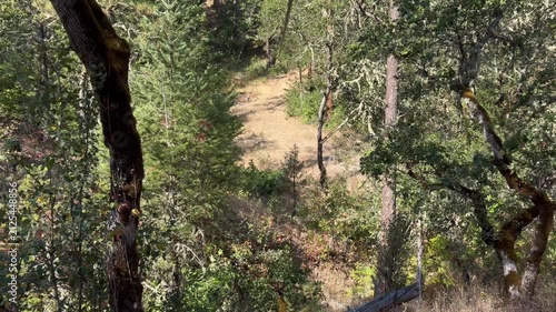Zipline through the woods