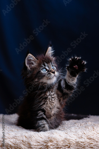 Cute fluffy dark maine coon kitten with bright blue eyes raising paw up while sitting on soft beige blanket against dark blue background in studio light for animal themes