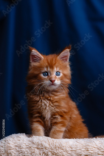 Cute fluffy red maine coon kitten with bright blue eyes sitting on soft beige blanket against dark blue background in studio light creating adorable pet portrait for animal themes
