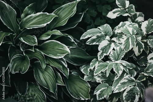 Closeup of dark green hosta leaves with white edges next to variegated serrated foliage creating a moody botanical texture background with deep shadows and natural garden patterns