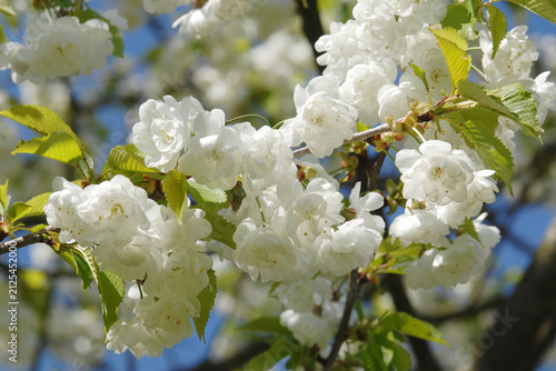 Фотография Kirsche, Gefülltblühende Vogelkirsche, Prunus avium 'Plena' , Blüten,  Einzelblü