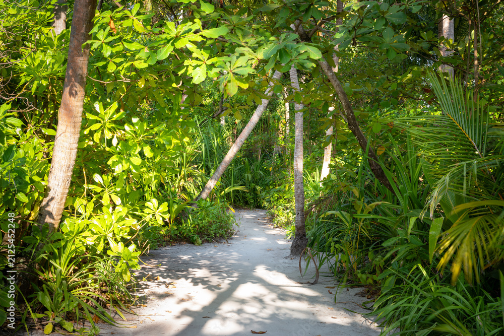Obraz premium Sandy path winding through dense tropical jungle at Omadhoo, Maldives. Lush green vegetation and palm trees with dappled sunlight on a summer day