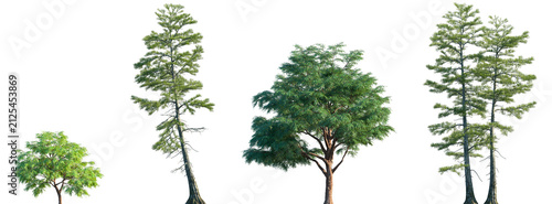 Set of Taxodium mucronatum and Taxodium ascendens frontal set trees isolated png on a transparent background perfectly cutou
