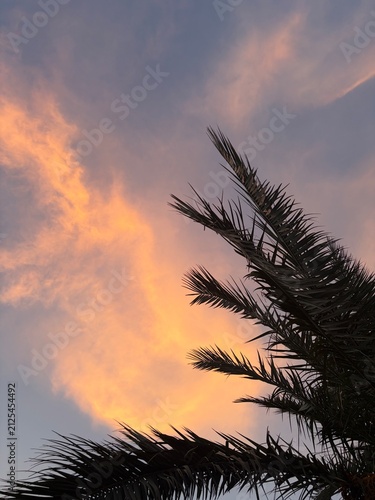 palm tree sunset on sky colourful clouds