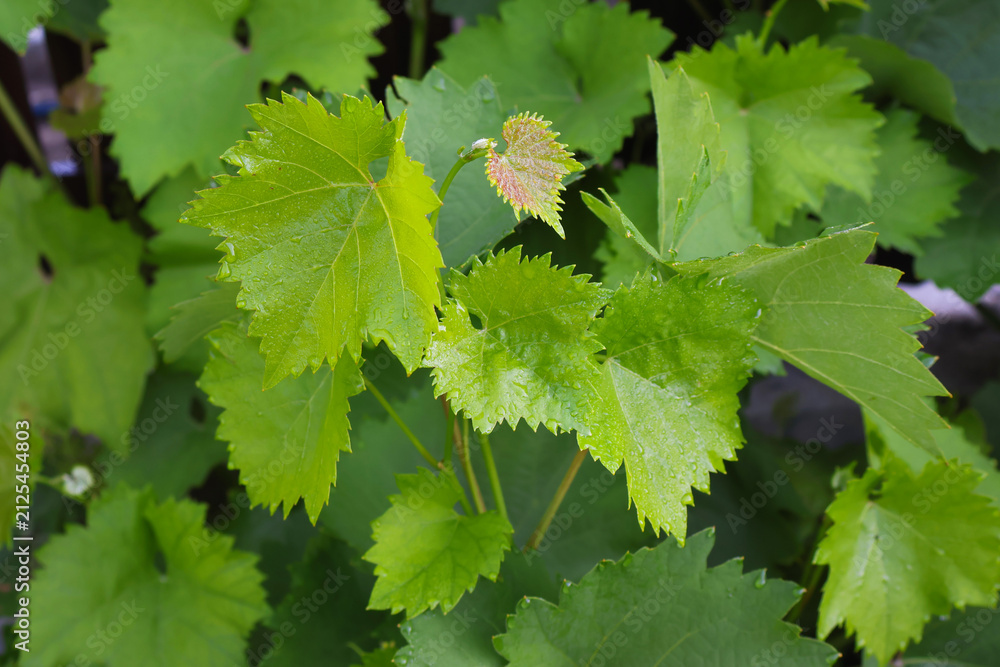 Obraz premium Young Vitis vinifera grapevine leaves with fresh spring growth close up