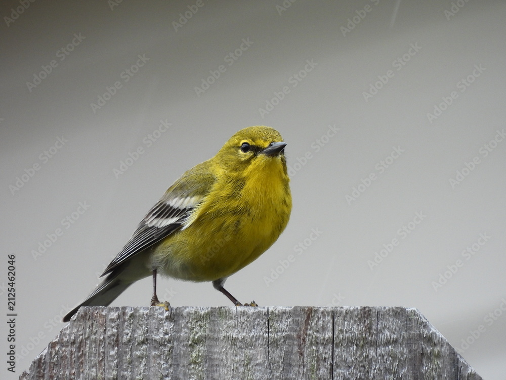 Fototapeta premium Pine Warbler Perched on Fence in Texas