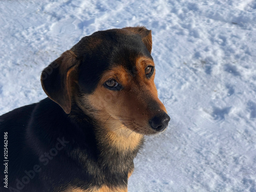 Fotografie Cute dog mutt in the snow