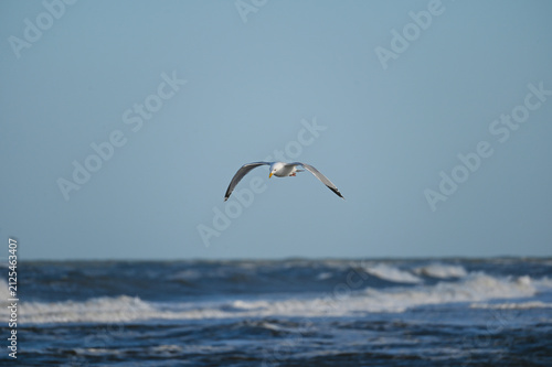 Möwe, Silbermöwe, Larus argentatus im Flug. Nordsee, Nordholland bei Bergen an Zea