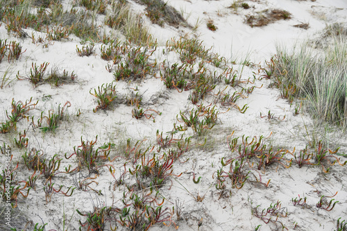 Bild auf Leinwand Dünen, Nordholländische Dünenreservat, Dünen, Vegetation, die Strand-Wolfsmilch,