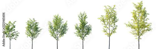 Set of summer and autumn Celtis australis (commonly known as the European hackberry or Mediterranean nettle tree) frontal set trees isolated png on a transparent background perfectly cutout
