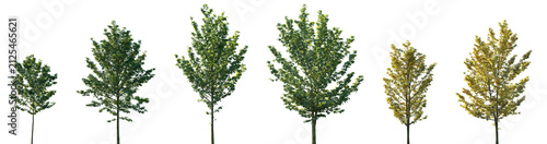 Set of summer and autumn Acer pseudoplatanus (commonly known as the sycamore maple or the sycamore) frontal set trees isolated png on a transparent background perfectly cutout