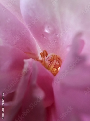 Fotografía Macro View Inside Pink Flower with Stamens