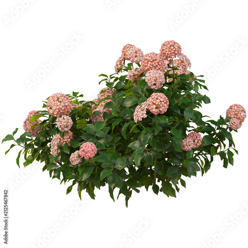 Pink hydrangea bush isolated on white. Blooming garden shrub with green leaves.