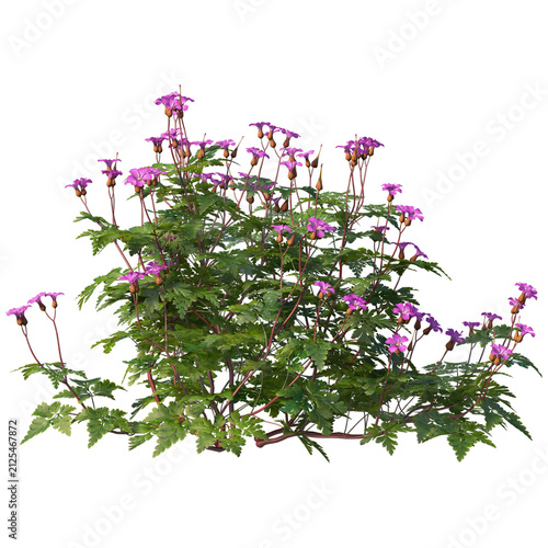 Purple geranium flower bush isolated on white. Hardy perennial plant for garden landscaping.