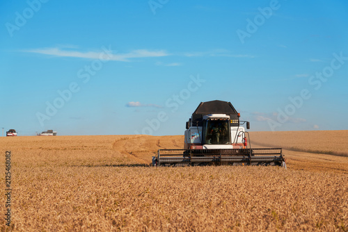 Wheat harvest. A grain combine cuts and threshes the ears of grain in a field. Two more combines are working in the distance.