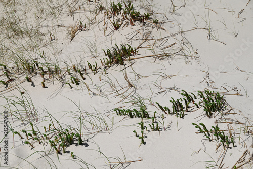 Foto Dünen, Nordholländische Dünenreservat, Dünen, Vegetation, die Strand-Wolfsmilch,