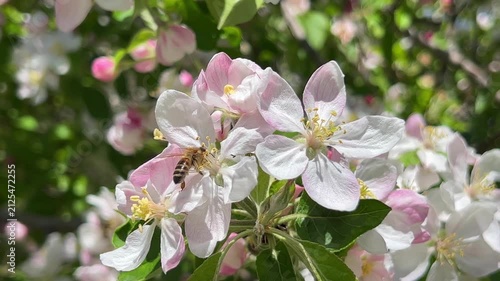 Bees flying between blooming apple flowers capturing motion and pollination activity in spring garden. High quality 4k footage