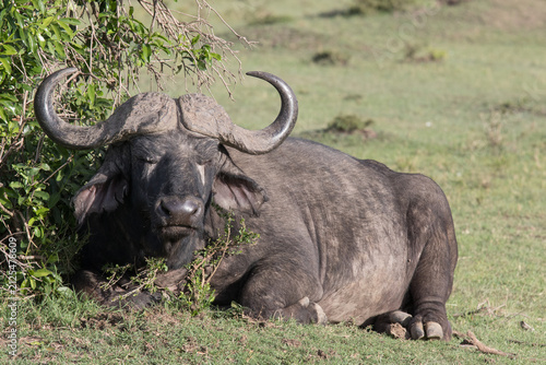 cape buffalo masai mara kenya