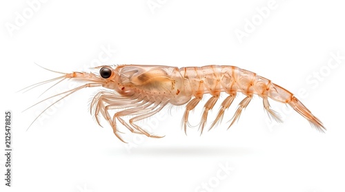 Macro studio shot of a live krill crustacean on white background.
