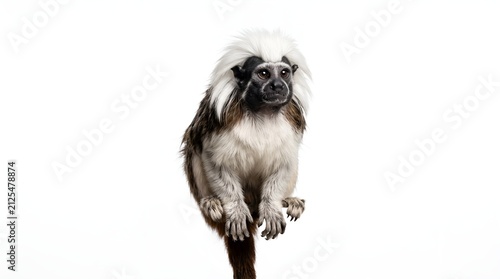 Portrait of a Cotton-Top Tamarin monkey isolated on white background.