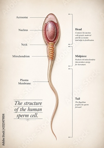 Foto Human Sperm Cell Structure Anatomy – Detailed Scientific 3D Medical Illustration
