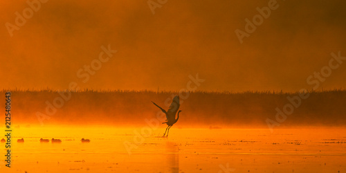 Foto Ardea alba, great egret at sunrise,  morning mist on the lake.