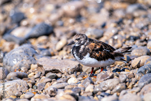 Ruddy turnstone perched on the shore.