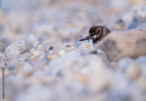 Ruddy turnstone perched on the shore.