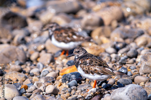 Ruddy turnstone perched on the shore.