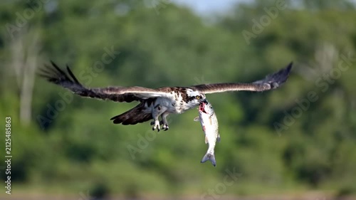 Osprey In Flight Carrying a Fish Against a Blurred Green Background of Trees in the Wilderness