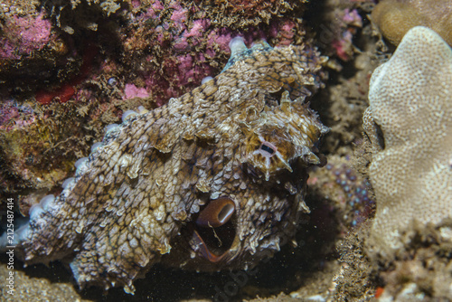 Fotografía Camouflaged Octopus at Ulua Beach