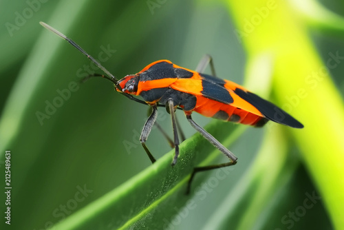 Close-up of a Milkweed bug perched on a leaf