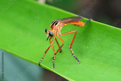 Hanging Thief Robber Fly on a leaf
