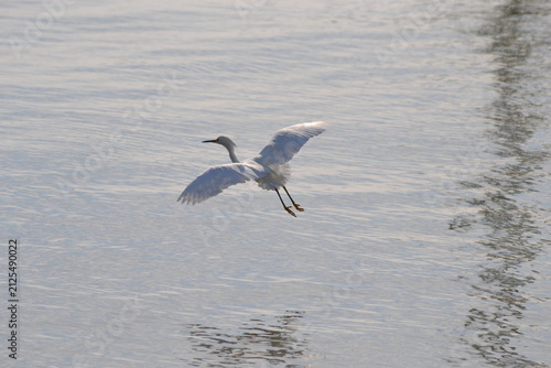 фотографія white egret on the fly