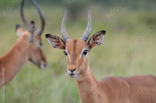 Fotografie A detailed close-up portrait of a juvenile male impala with developing horns looking at the camera in the bushveld savanna of Ithala Game Reserve