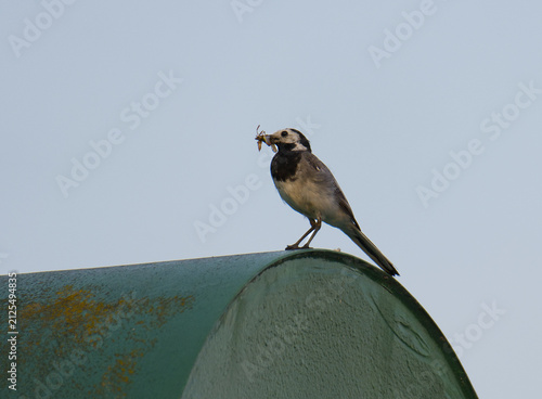 White wagtail perched with insect in beak against clear sky