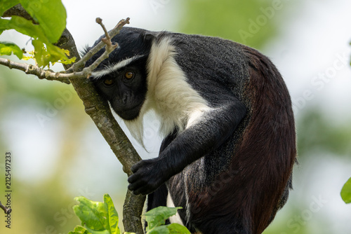 Canvas Print Roloway monkey