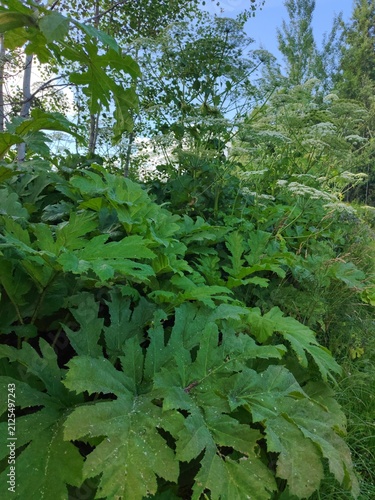 Giant hogweed growing near rural homes, dangerous invasive plant causing severe skin burns to adults and children