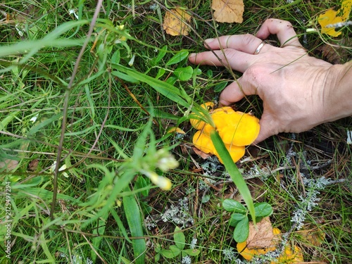 Female hand cutting wild chanterelle mushrooms in mossy forest,pickling and homemade preserves,for sale