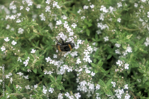 Bumblebee on Thyme.