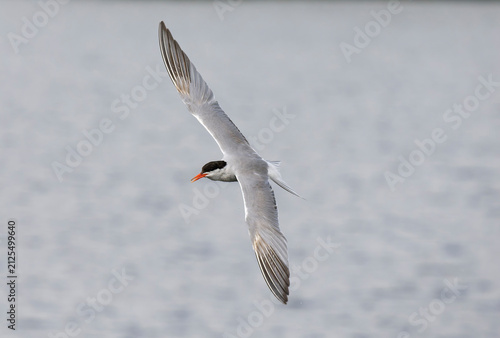 Fotografie Common tern, Sterna hirundo