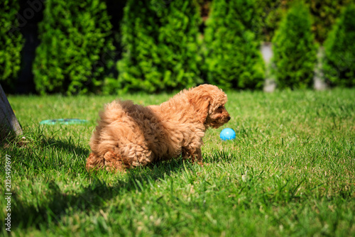 Maltipoo puppy playing on green grass in a sunny summer garden