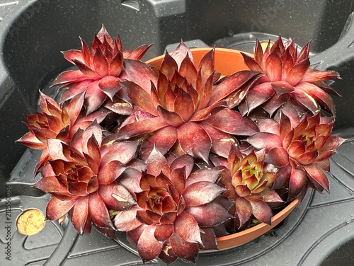 Cluster of deep red rosette succulent plants (Echeveria)