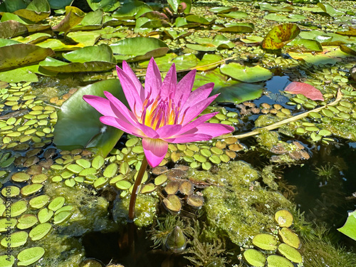 Fotografie Blooming pink nymphea closeup (Lat. - nymphaea caerulea)