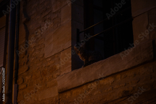 Cat on window ledge at night in urban setting