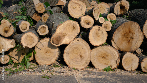 Fotografie a large pile of freshly cut oak hardwood logs from a large shade tree