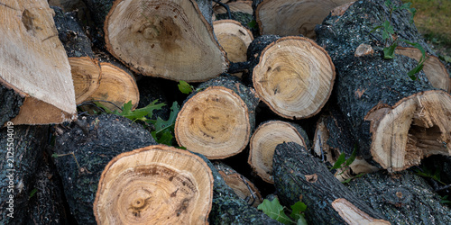 Photography pile of firewood composed of recently sawn hardwood oak tree logs