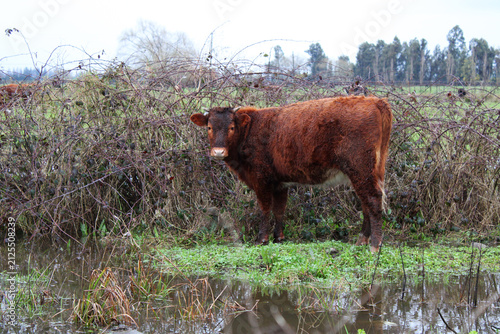 Young bull wet after the rain