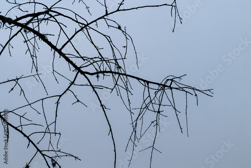 Minimalist horizontal view of bare tree branches silhouette against overcast foggy sky. High contrast with ample copy space for stock.