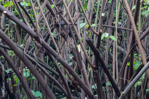 Horizontal view of a dense tangle of White Dombeya branches and trunks. Natural texture pattern and botanical details for stock photography.